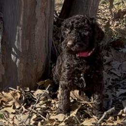 Chestnut Praline - Chocolate female Goldendoodle puppy in Arlington, Texas from Chambers Doodle Patch