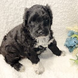 Miss Rose - Black and white female Portuguese Water Dog puppy in Grants Pass, Oregon from Rogue River Portuguese Water Dogs