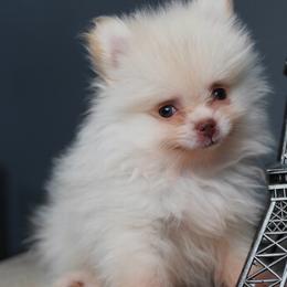 Butters - Cream female Pomeranian puppy in Santa Clarita, California from Hollywood Mini Pets