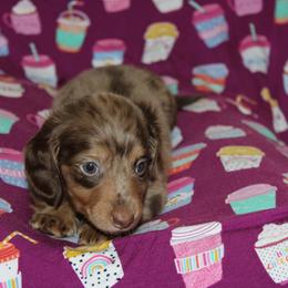 Sage - Dapple female Dachshund puppy in Staley, North Carolina from Langley Farms Dachshunds