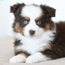 Toy Australian Shepherd Puppies from Shebang Aussies