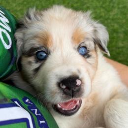 Daisy - Blue merle female Australian Shepherd puppy in Clover, South Carolina from Jo’s Aussies