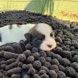 Beauty - Gold and white female Shih Tzu puppy in New York, New York from Falling Star
