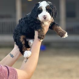 Noble - Tri-color male Bernedoodle puppy in Rose Hill, North Carolina from Red Door Canines