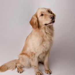 Birdie - Golden Retriever