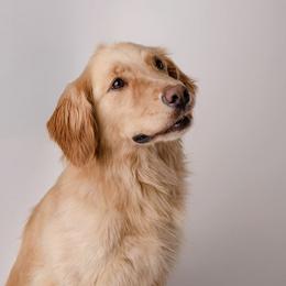 Birdie - Golden Retriever