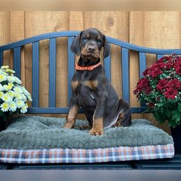 Doberman Pinscher Puppies from JM Dobermans