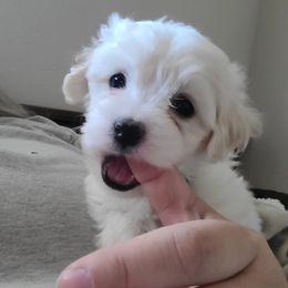 Coton de Tulear Puppies from Classy Cotons