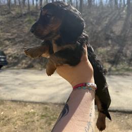 Bane - Black and tan male Dachshund puppy in Maidsville, West Virginia from L&B Lowriders