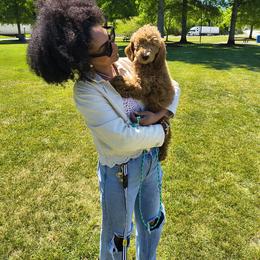 Oakley - Cream male Goldendoodle puppy in Knoxville, Tennessee from Kokoh Doodles
