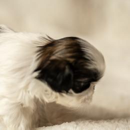 Shih Tzu Puppies from Good Lil Shih Tzu