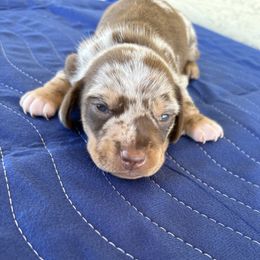 Galaxy - Dapple female Dachshund puppy in Tonopah, Arizona from Brandie's Dachshunds