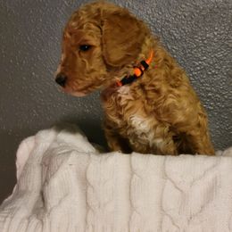 "Orange Wk4" Goldendoodle Puppies from Goldendoodle Breeder