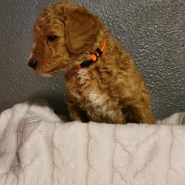 "Orange Wk4" Goldendoodle Puppies from Goldendoodle Breeder
