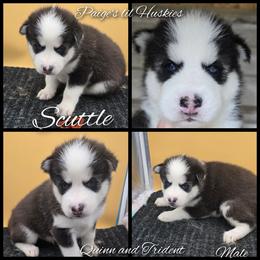 Scuttle - Black and white male Siberian Husky puppy in Bloomfield, Indiana from Paiges lil huskies