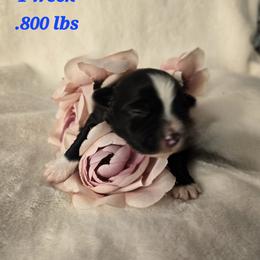Zumi - Black and white female Havanese puppy in Trinity, Alabama from Tooties Cuties Havanese