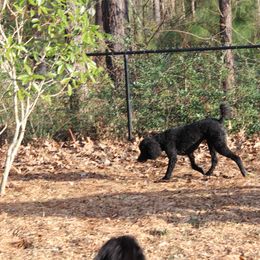 Poodle Puppies from Simply Standard Poodles