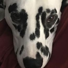 Dalmatians from Apollo Dalmatians