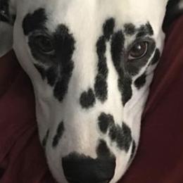 Dalmatians from Apollo Dalmatians