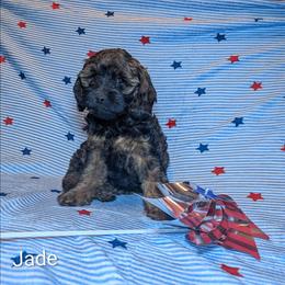 Jade - Brown and tan female Cockapoo puppy in Sunset, Louisiana from Cano Cockapoos