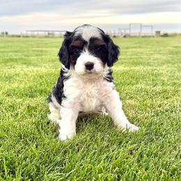 Willie - Tri-color male Cavapoo puppy in Pasco, Washington from Columbia Basin Puppies