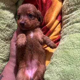 Girl 2 - Chocolate female Dachshund puppy in San Antonio, Texas from Bear Bear's House of Doxies