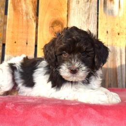 Polly - Parti female Goldendoodle puppy in Macedon, New York from Toodles Goldendoodles