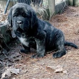 Mastiff Puppies from Sylvan Mastiffs