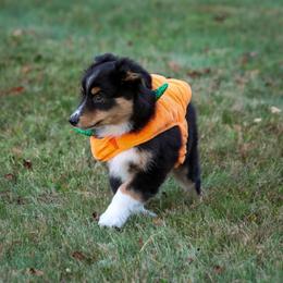 Bugs - Black tri male Miniature American Shepherd puppy in Valparaiso, Indiana from Wigglebutt