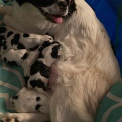 Japanese Chin Puppies from Japenese chin