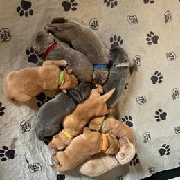 Light blue collar - Charcoal male Dilute Retriever puppy in Douglass, Kansas from JP Kennels, LLC