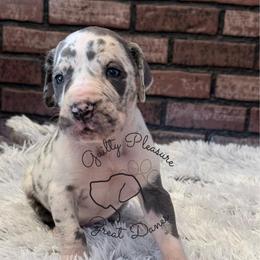 Omen - Harlequin male Great Dane puppy in Barberton, Ohio from Guilty Pleasure Great Danes