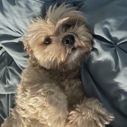 Jasper, Bubba bear - Lhasa Apso