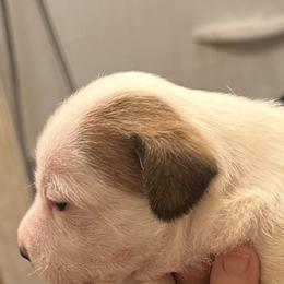 W Girl 2 - Brown and white female Jack Russell Terrier puppy in Maysville, Oklahoma from MO’s Jack Russells