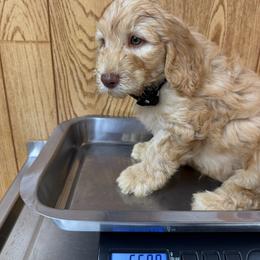 Black collar male - Cream male Australian Cobberdog puppy in Dover Foxcroft, Maine from Faberge Australian Cobberdog