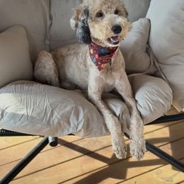 Honey - Bernedoodle