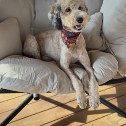 Honey - Bernedoodle