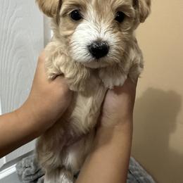 Maltipoo Puppies from Christy Mashore