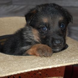 Yellow - Black and tan female German Shepherd puppy in San Antonio, Texas from Von Arc German Shepherds