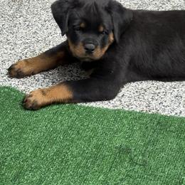 Male 2 - Black and mahogany male Rottweiler puppy in Arizona from TRK Rottweilers