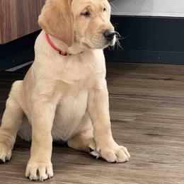 Labrador Retriever Puppies from Branley's Riverside Labradors