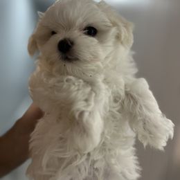 "Ghost " Maltese Puppies from Genice’s Small Wonders