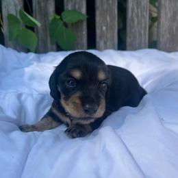 Black and cream boy - Black and cream male Dachshund puppy in Ely, Iowa from Cedar River Mini Dachshunds