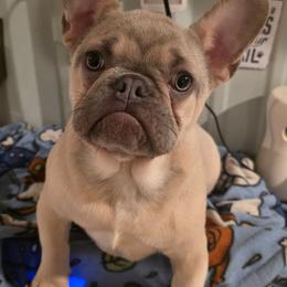 William - Fawn male French Bulldog puppy in Manchester, Iowa from Stogdill's Baby Bullies