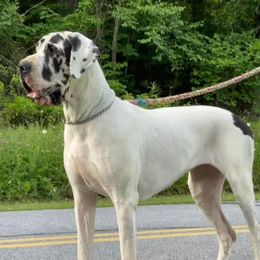 ROXI - Great Dane