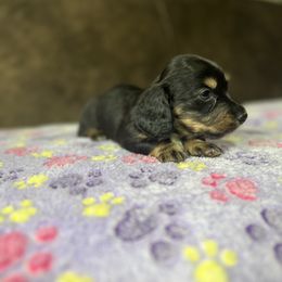 Dachshund Puppies from JBDKennel