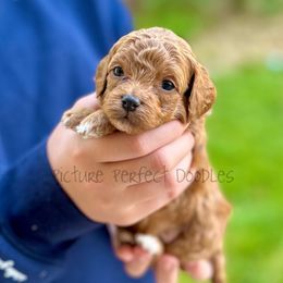 Red collar - Red male Cavapoo puppy in St George, Utah from Picture Perfect Doodles