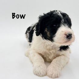 Bow - Parti female Goldendoodle puppy in Milford, Pennsylvania from Doodles Are Golden