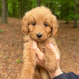 Shell - Red  female Goldendoodle puppy in Kenansville, North Carolina from J+A Family Doodles