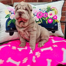 Chinese Shar-Pei Puppies from DCSHARPEI